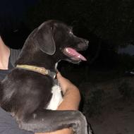 واگذاری سگ پاکوتاه رایگان و فوری