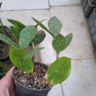 گل زامیفولیا زام