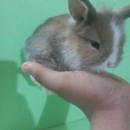 خرگوش لوپ اصلی