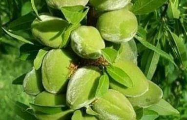 زمین کشاورزی