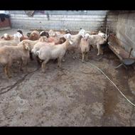 خرید و فروش گوسفند زنده