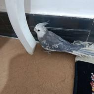 عروس هلندی نر