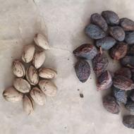 پسته برای بذر