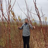 نهال بادام دیر گل و گیلاس تک دانه وزرد آلو تضمینی