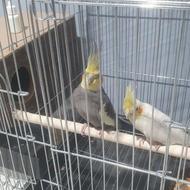 فروش جفت طوطی عروس بالغ و نزدیک تخم گذاری باقفس تمامی لوازم