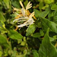 2000مترزمین باغ ویلا