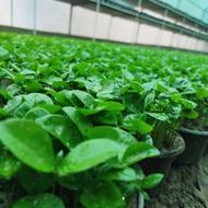 پیش فروش سبزه عید