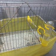 قناری مست آماده جفت