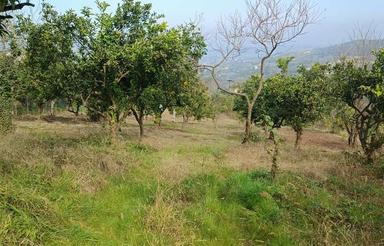 625 متر زمین زراعی با چشم انداز عالی در قادیکلای بزرگ