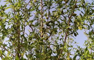 باغ مو وبادام