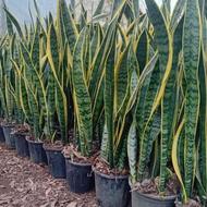 استخدام نیرو آقا یا خانم برای گلخانه