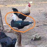 خروس.. اردک خارجی ماده