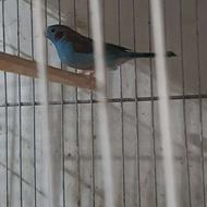 خریدار فنچ آبی پوش ماده و فنچ کینگ ماده