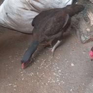 مرغ لاری حدود 9ماهه