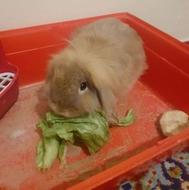 یک عدد خرگوش لوپ هلندی به همراه قفس