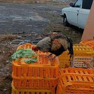 خرید مرغ خروس