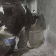 دورس گاو فروشی