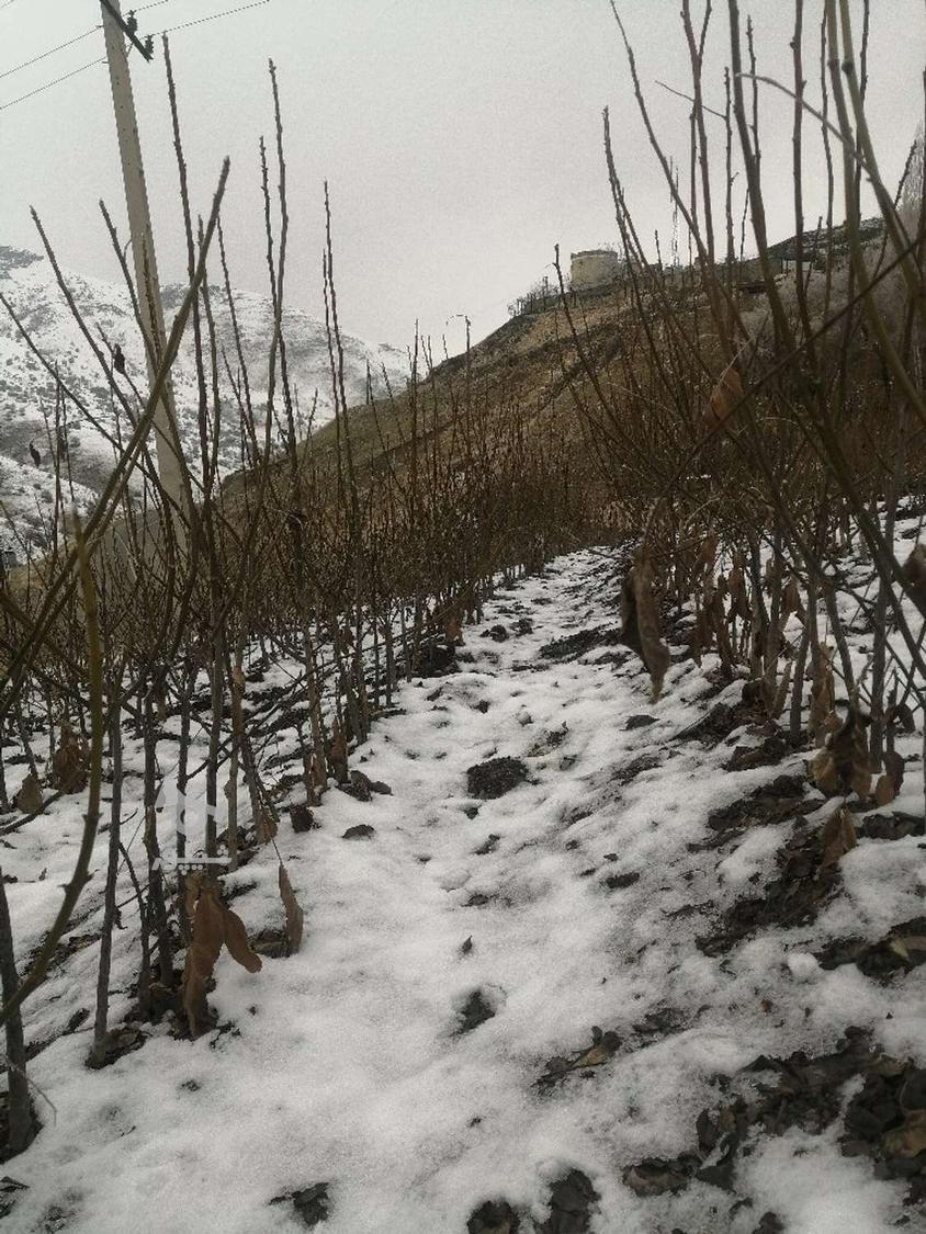 فروش نهال گردو