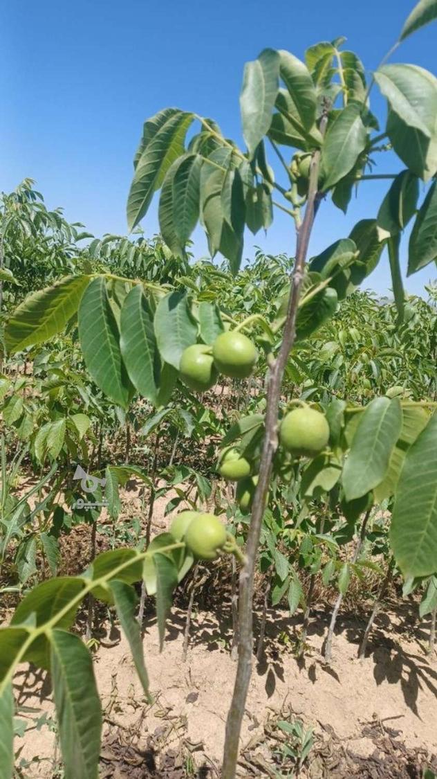 فروش نهال گردو