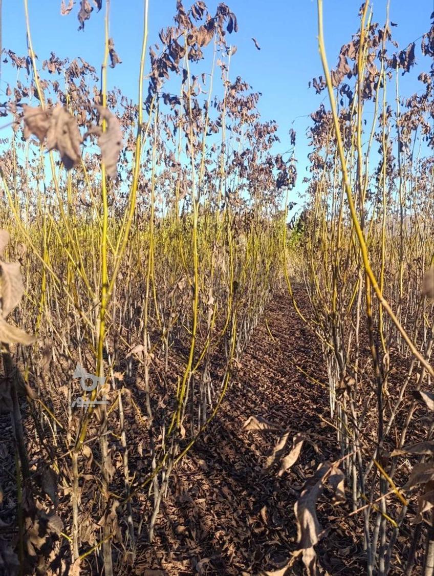 فروش نهال گردو