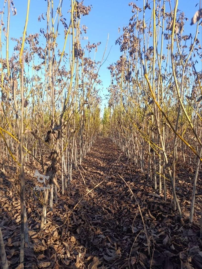 فروش نهال گردو