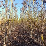 فروش نهال گردو