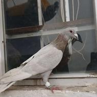 کفتر پرنده به شرط