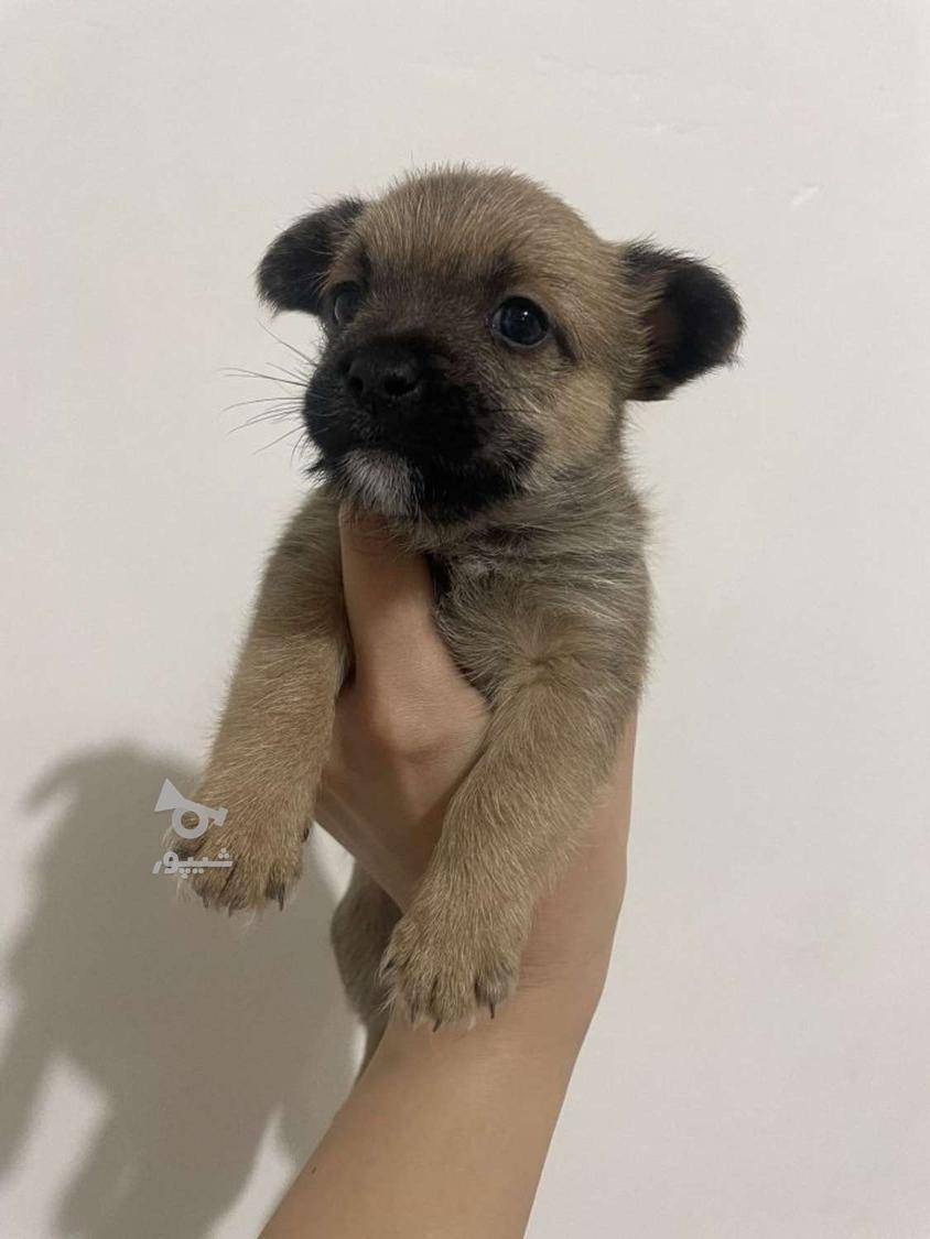 سگ آپارتمانی نژاد شیدزو واگذاری