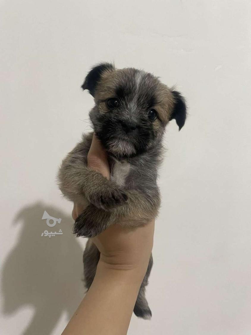 سگ آپارتمانی نژاد شیدزو واگذاری
