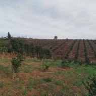 علفتراشی،هرس مرکبات،هرس هلو شلیل