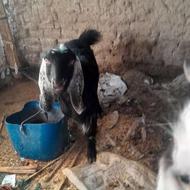 سلام دوتا گتاچ فروشی