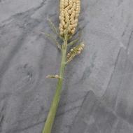 بهترین ذرت علوفه آذربایجان شرقی