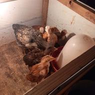 جوجه لاری فوری