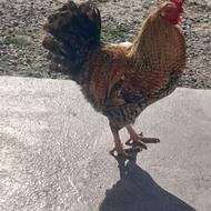 یک خروس محلی چاق وسرحال