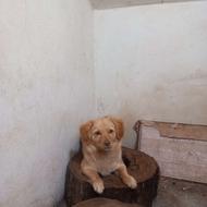 واگذاری سگ پا کوتاه خوشگل و آروم