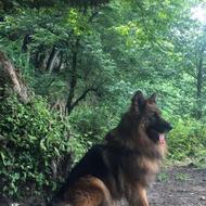 واگذارژرمن شولاین