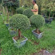 حرص کردن شخم زدن ابیاری سم پاشی