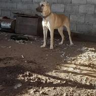 سگ الابای 6ماهه