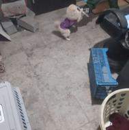 سگ نر پا کوتاه 11 ماه نژاد پامر خیلی بازی گوش هست