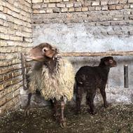 گوسفند وره مار