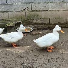 اوردک کاکلی سفید