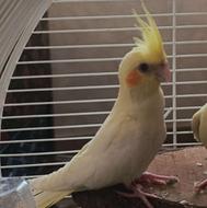 عروس هلندی ماده