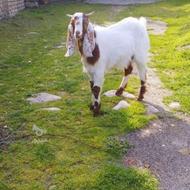 بز پاکستانی