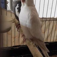 عروس هلندی قناری یا سهره