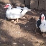 خروس محلی .اردک خارجی نر ماده ..اردک محلی بگ‌رگی