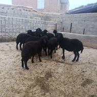 11راس بره ماده