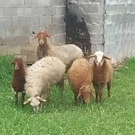 گوسفند مش همراه با بره و گوسفند نر