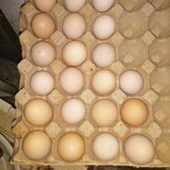 تخم مرندی و برهما نطفه دار