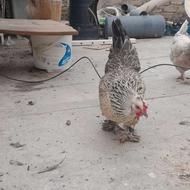 مرغ گلین و...