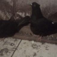 نر ماده زاغ دهن جور